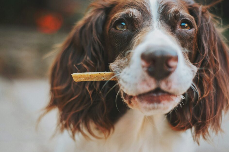 dog chewing a snack