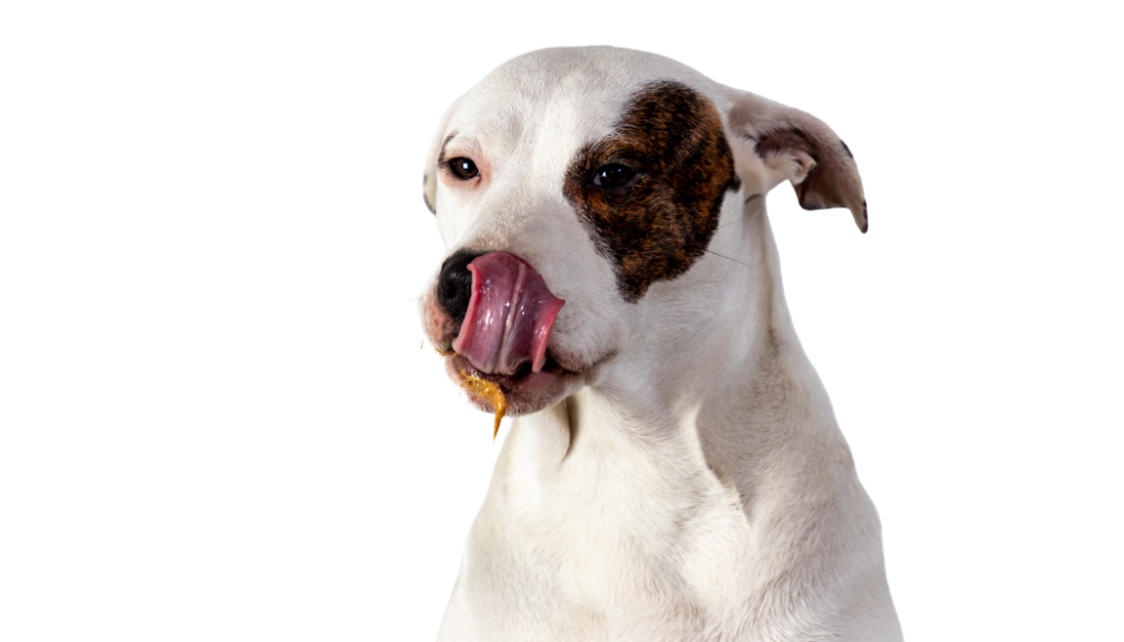 dog licking his chops