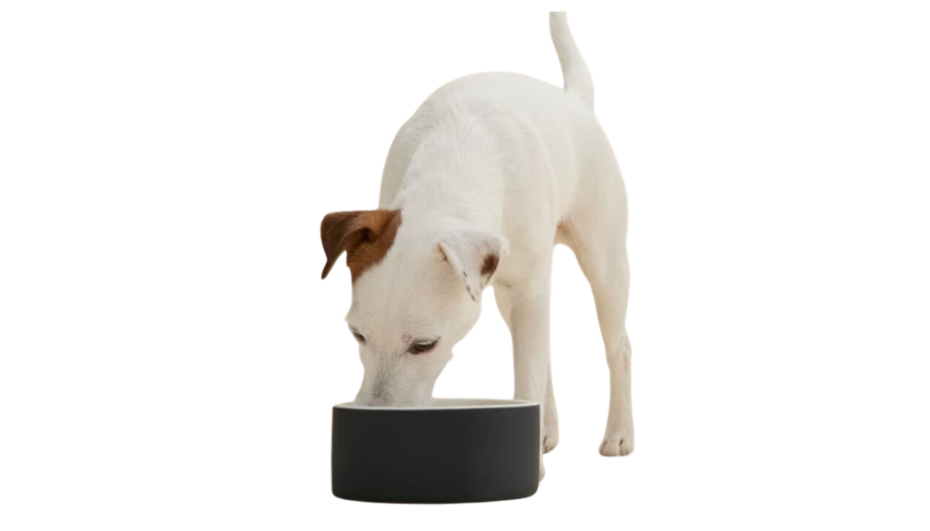 ceramic dog bowl