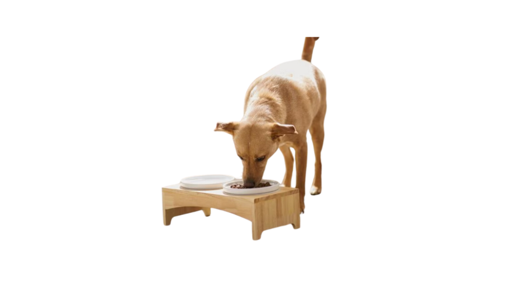 ceramic dog bowl