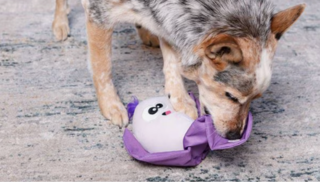 Brain Games For Dogs