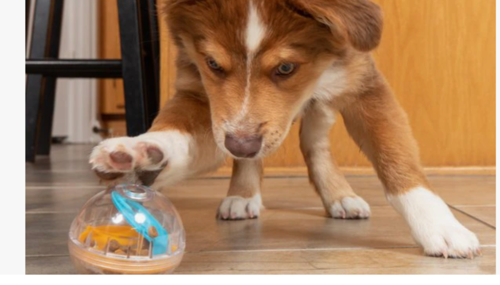 Interactive Dog Toys