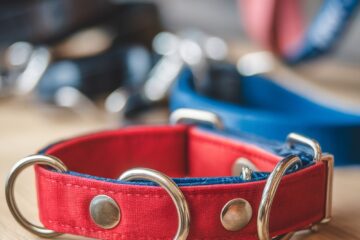 Collars For Dogs