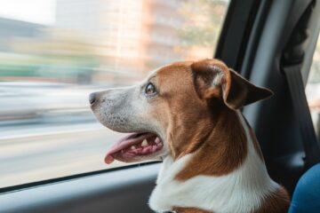 Dog Car Travel