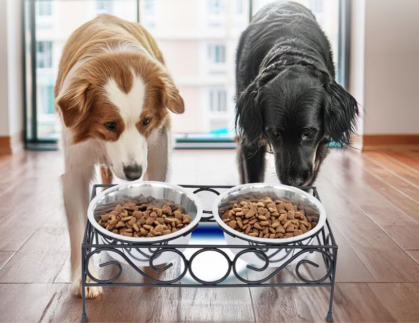 Raised dog food and water bowls