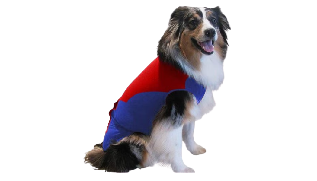 dog post surgical suit