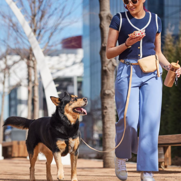 best dog leashes