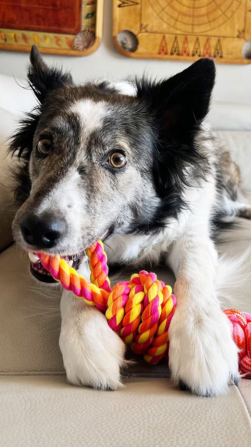 rope dog toy