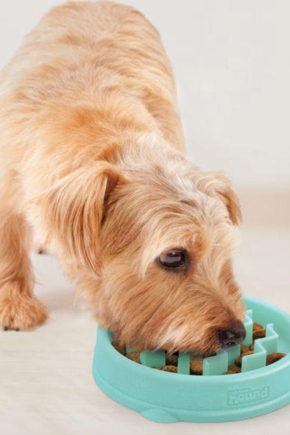 slow dog feeder bowl