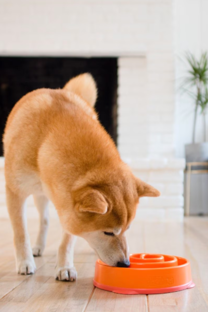 best slow feeder dog bowl