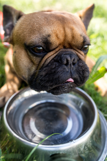 Slow Feeder Dog Bowls