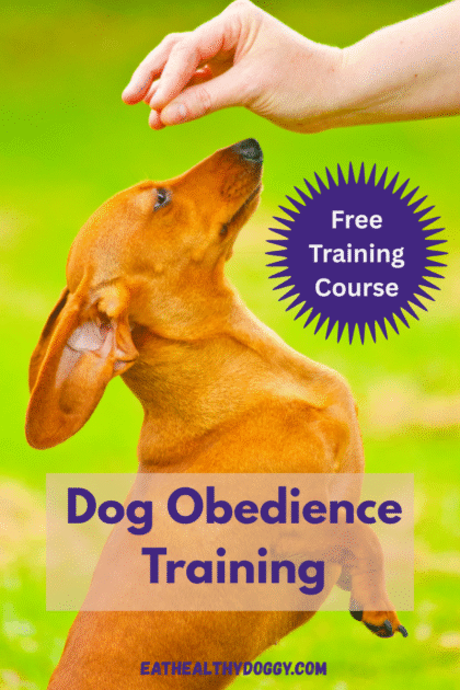 Dog Obedience Training
