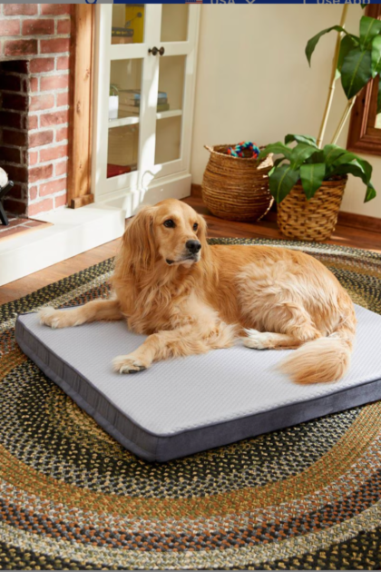 dog laying on a cooling dog orthopedic beds