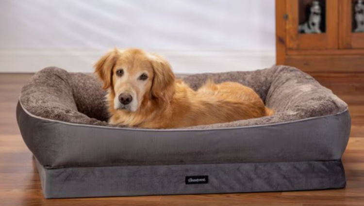 golden retriever laying in orthopedic dog beds