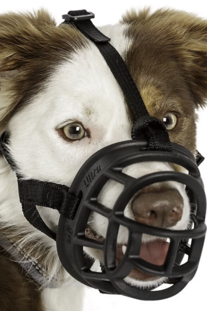 basket dog muzzle