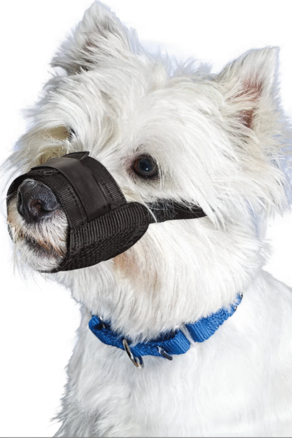 small dog muzzle