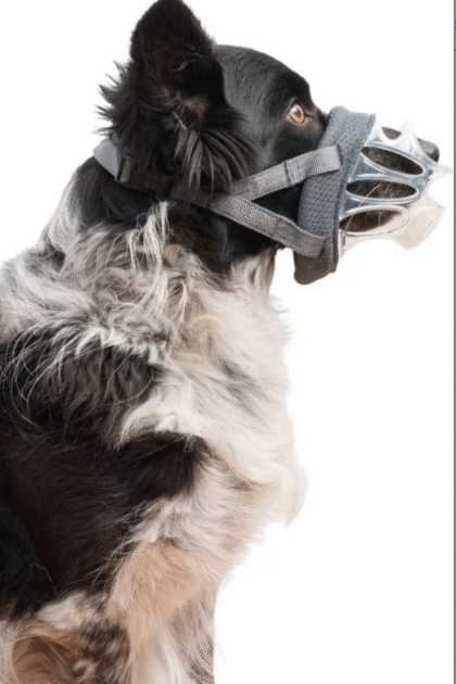 dog muzzles