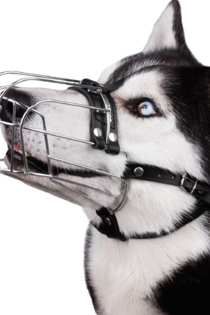 large dog muzzle