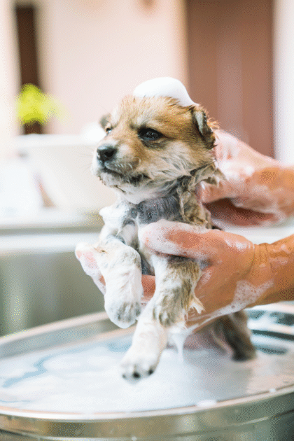 puppy taking a bath with puppy shampoo