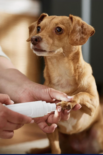 rechargeable dog nail grinder