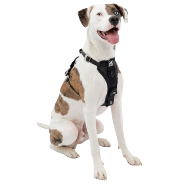 Pet Harness