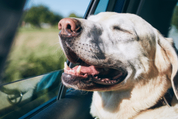dog riding in a car