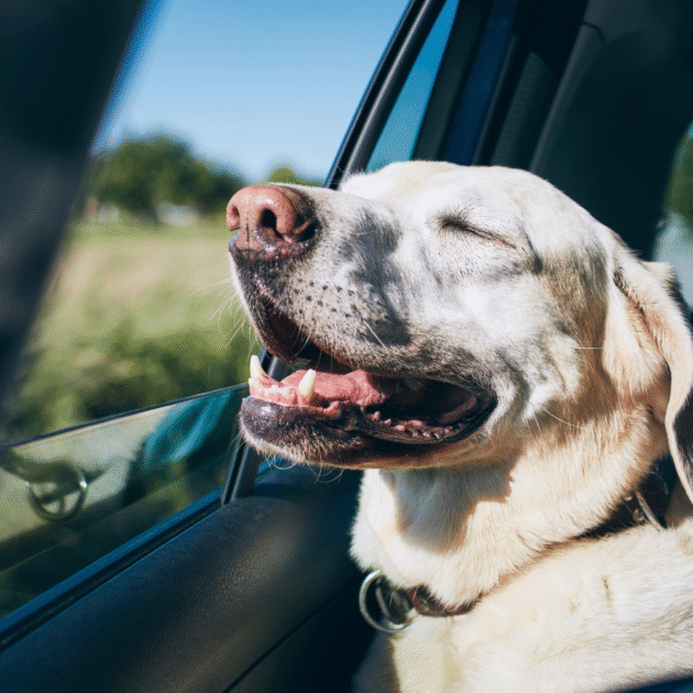 dog riding in a car