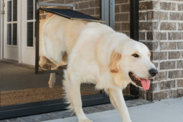 Dog Door