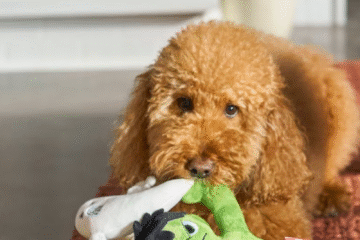 Halloween dog toy