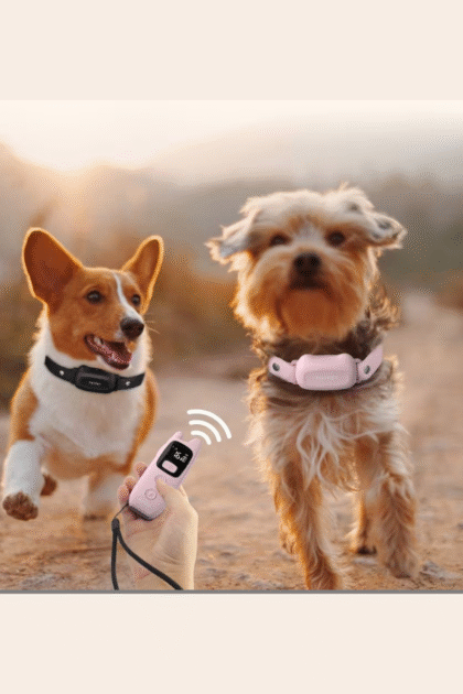 small dog GPS collar