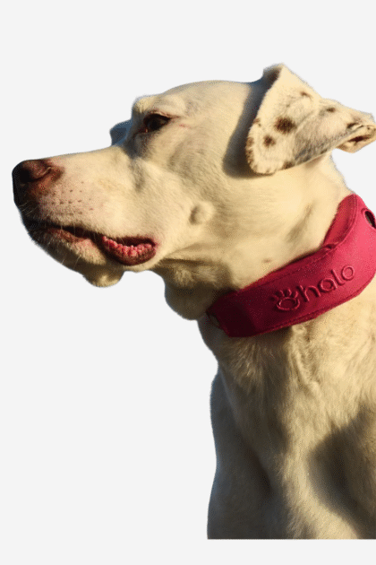  dog gps tracker 