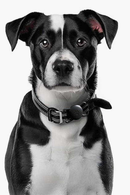 Dog GPS Tracker Tag