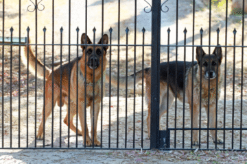 Best Dog Fences