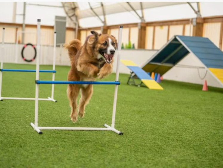 dog agility training