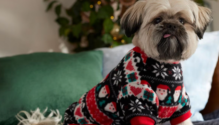 small dog in Christmas clothes